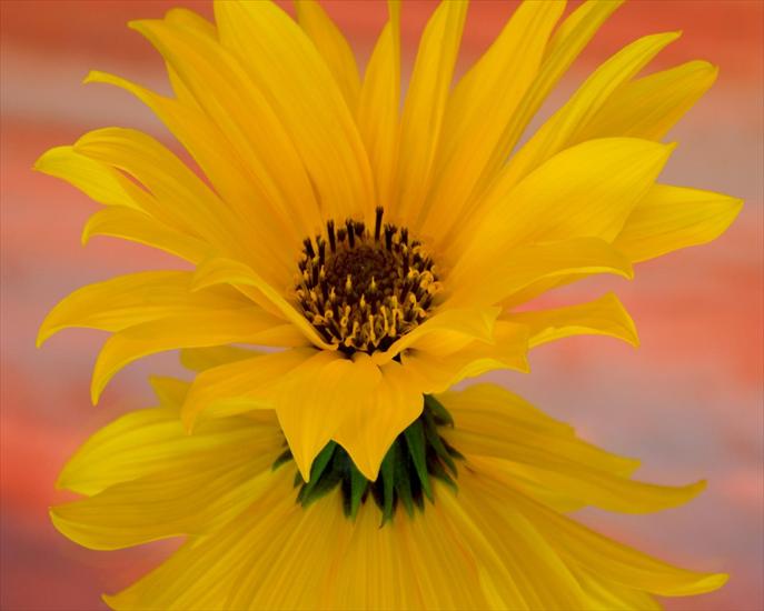 Double-delight-in-a-sunflower--wallpaper_1280x1024.jpg