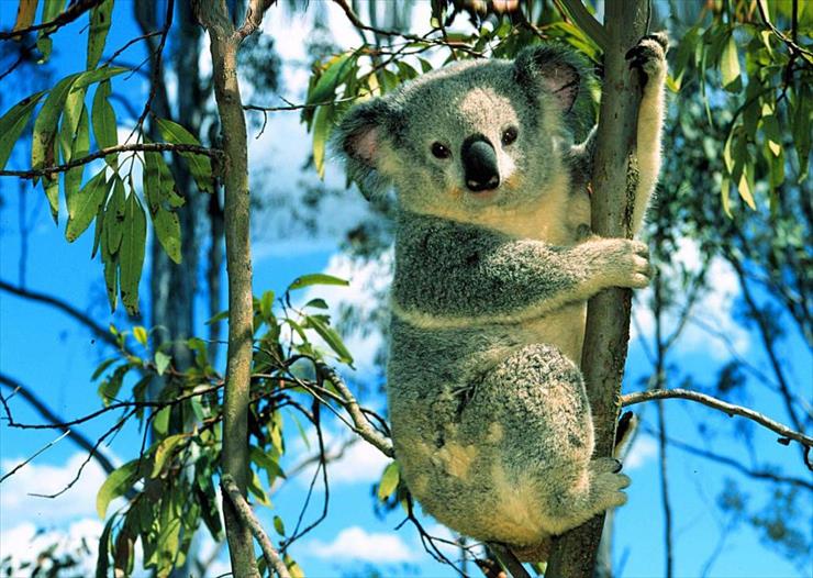 Niedźwiedzie - koala-na-drzewie.jpg