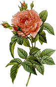 Róże - Roze__4.gif