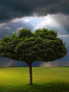 Tapety 240x320 - Tree.jpg