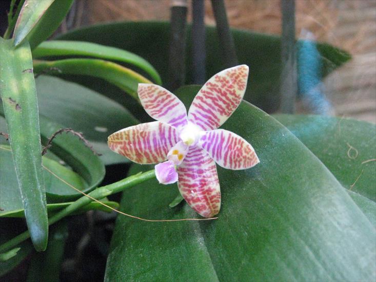 Sosnowiec kwiecień - phalaenopsis 9.jpg