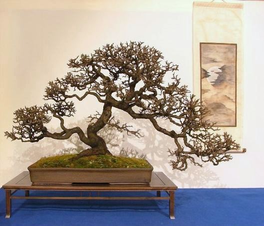 galeria bonsai - 170759noelanderstrophyvii14.jpg