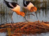 Rajskie ptaki - american-avocet-pair-nest_12933_160x120.jpg