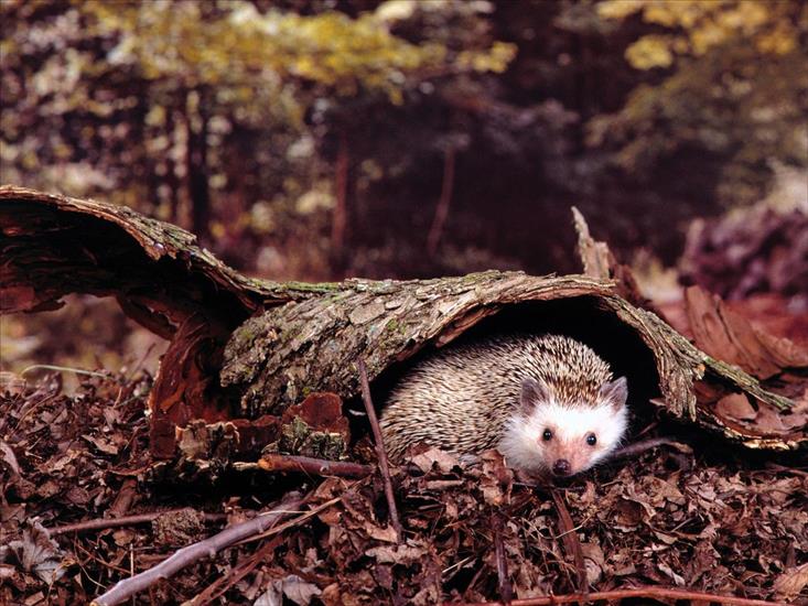 Zwierzaczki - Hiding Out, Hedgehog.jpg