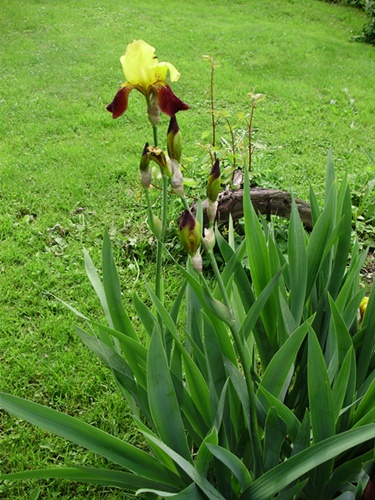 kwiaty z mojego ogródka - irys.jpg