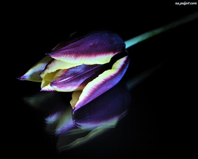 Galeria - kolorowy-odbicie-tulipan.jpeg