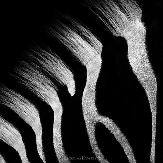  Dark ZOO by NicolasEvariste - animals_12.jpg