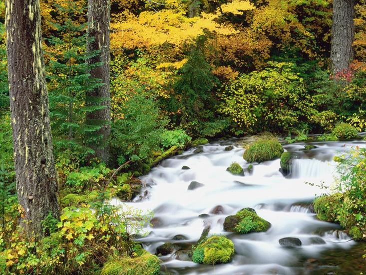 TAPETY WIDOKI - Willamette National Forest in Autumn, Oregon.jpg