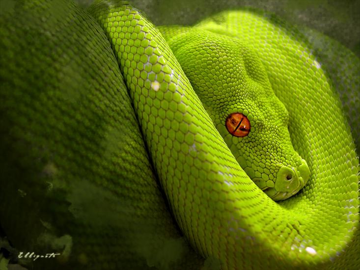 różne_fazy_2 - Green_Snake.jpg