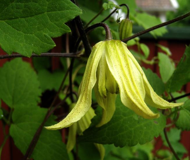 Clematisy - Clematis_chiisanensis_Love_Child_jpg.jpg