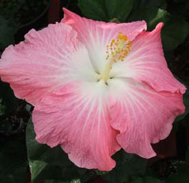 hawajskie - bunga raya181.jpg