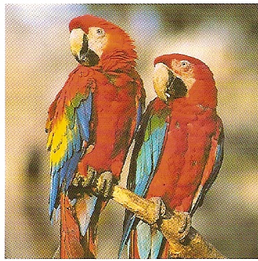 pomoce dla dzieci - papugi ary.jpg