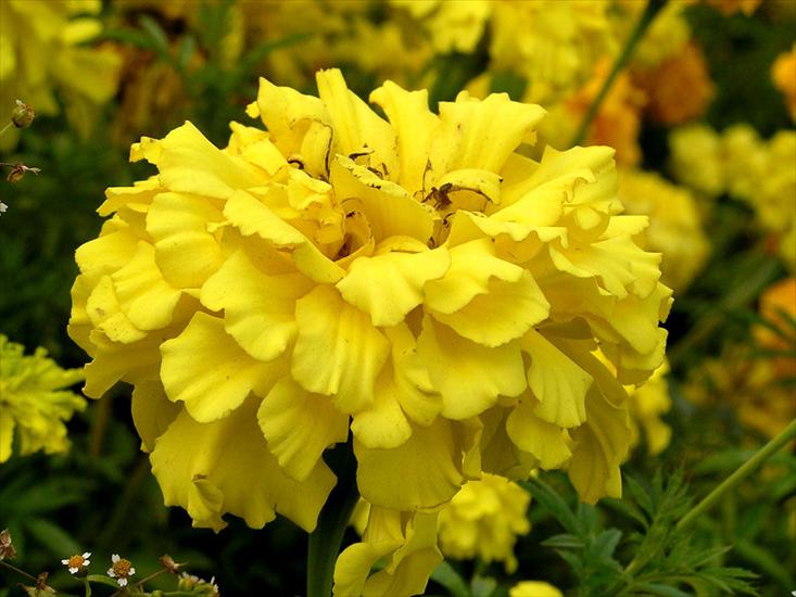 kwiaty mieszanka - marigold-1024.jpg