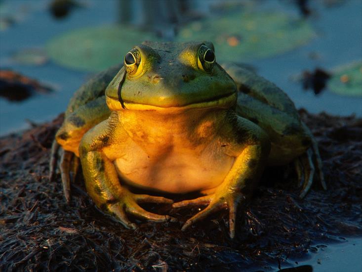 Fauna i flora - Total Contentment, Bullfrog.jpg