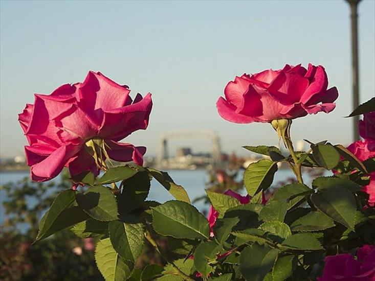 róże - Roses_35.jpg