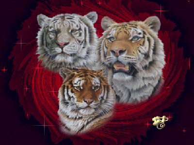 Lwy i tygrysy - 1432354385.gif