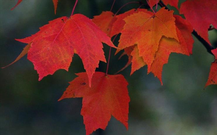 Różne Tapetki - Autumn Red Leaves.jpg