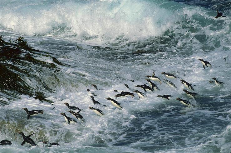 Tapety - Rockhopper Penguins Surfing Into Shore, Falkland Islands.jpg