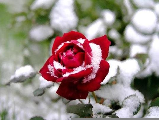 RÓŻA - nature-rose.jpg