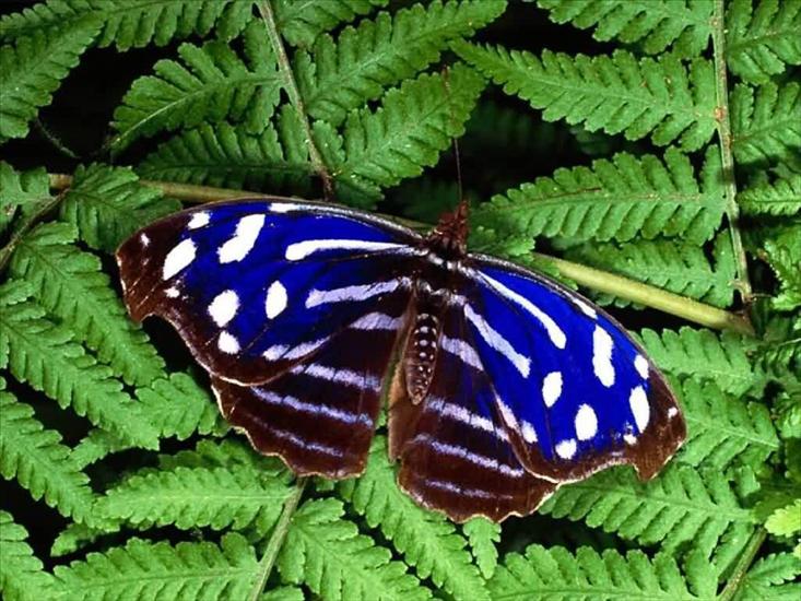 Motyle - zwierzeta-owady-1600-3568.jpg