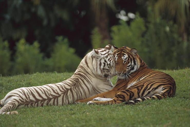XL the best - Affectionate Pair, Bengal Tigers, India.jpg