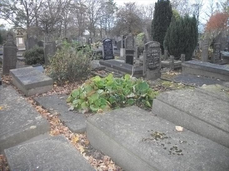 1.11.2011 cmentarz w Harlingenie - 100_2297.JPG