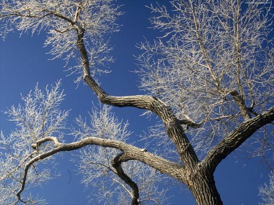 zima - drzewo zimowe.jpg