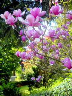 Kwiaty - Pink Magnolia.jpg