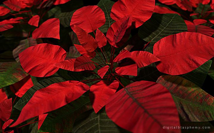 Wallpapers - poinsettia_preview.jpg