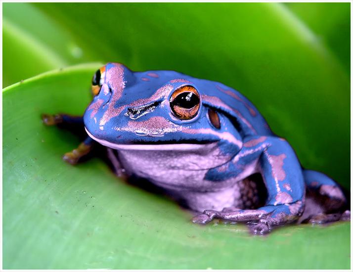 Galeria - blue_frog.jpg
