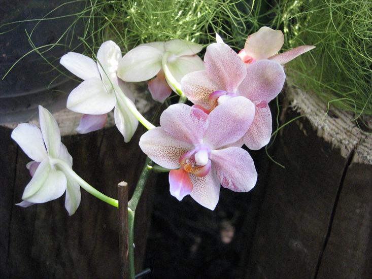 orchidee - IMG_0468.JPG
