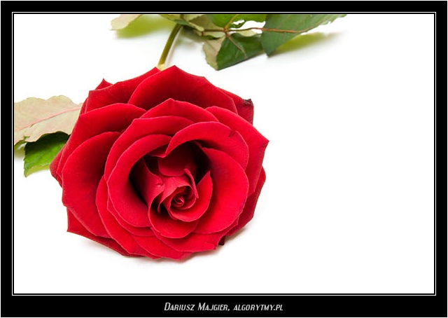 Róża - 33.jpg