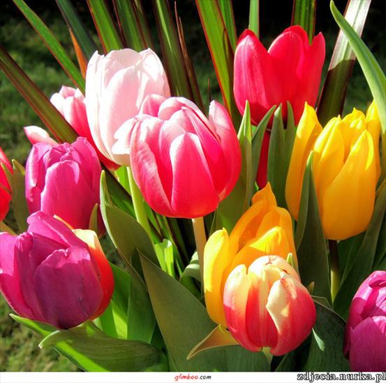 Kwiaty - img651.imageshack.us-img651-6973-tulips2.jpg