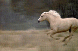 Konie - runningpalomino.gif