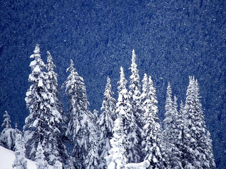 Krajobrazy - Snowy Mountain Forest, Hurricane Ridge, Olympic National Park, Washington.jpg