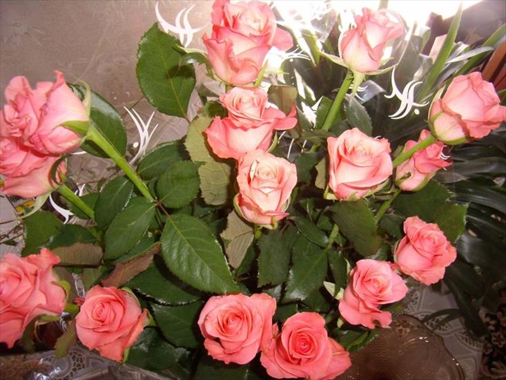 róże - Roses_18.jpg