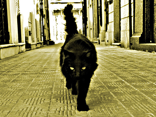 Czarne Koty - BlackCat19.jpg