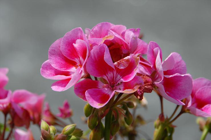 Rosliny - flowers-14-22.jpg