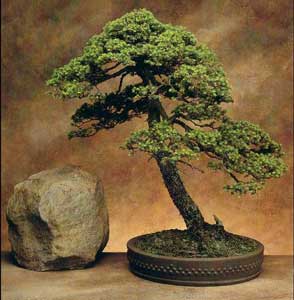 Bonsai - bonsai 11.jpg
