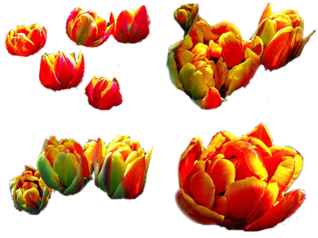   Tulipany - kolorowe - pfs_pierwsze-tulipanki-ze-swiata-kwiatow_82412728816791.png