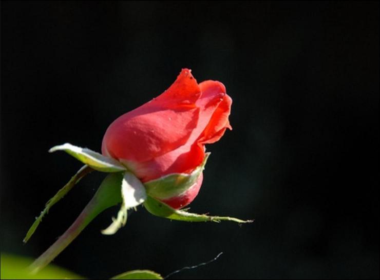 czerwone róże - roze2 67.jpg