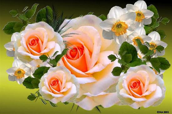róża--piękny kwiat - Róża-Tessaa.bmp