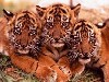 tygrysy i inne dzikie koty - 1608.jpg
