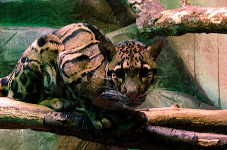 100-199 - 121.cluoded leopard.jpg