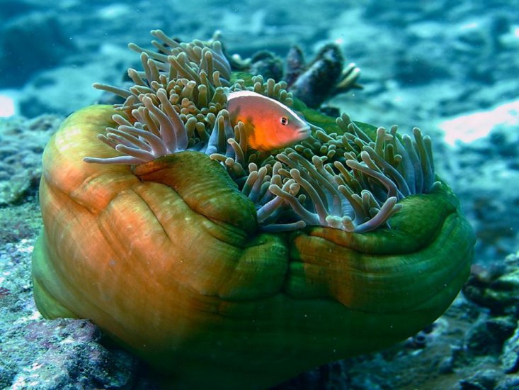 podwodny świat - Rafa koralowa9.JPG