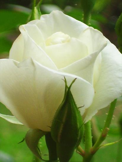 kwiaty - róża biala.jpg