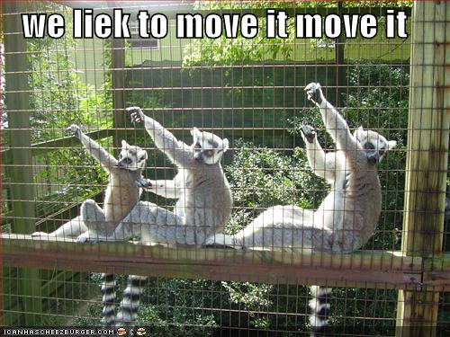 Śmieszne - funny-pictures-dancing-lemurs.jpg