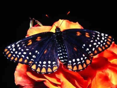 Motyle - normal_Baltimore Butterfly.jpg