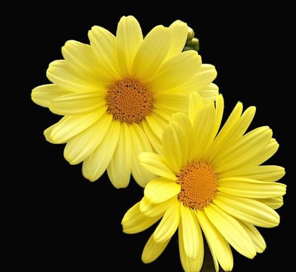 Stokrotki margaretki - two yellow daisies.jpg