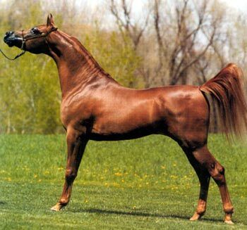 Konie - konie - arab 2.png